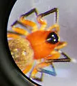 Ceratinopsis nigriceps - photo 2