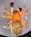 Ceratinopsis nigriceps - photo 3