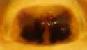 Ceratinopsis nigriceps - photo 4