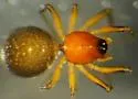 Ceratinopsis nigripalpis