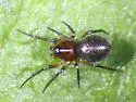 Ceratinopsis nigripalpis - photo 2
