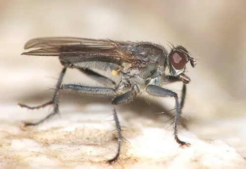 Ceratinostoma ostiorum - photo 3