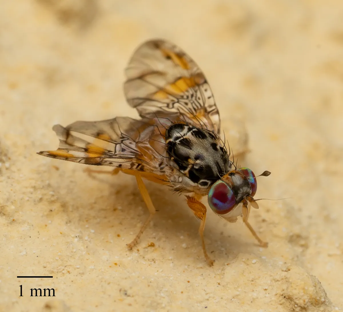 Mediterranean Fruit Fly - Ceratitis capitata