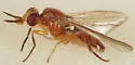 Ceratobarys eulophus - photo 2