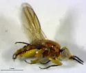 Ceratobarys eulophus - photo 3
