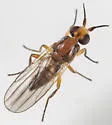 Ceratobarys eulophus - photo 4