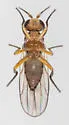 Ceratobarys eulophus - photo 5