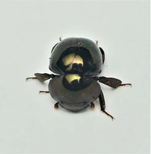Shining Ball Scarab Beetle