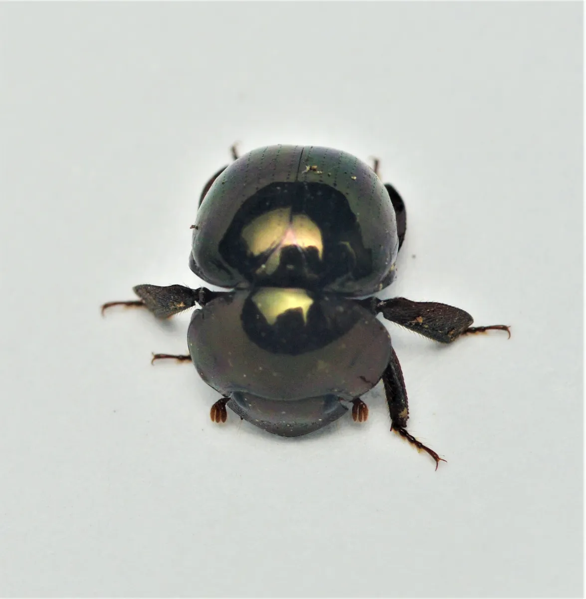 Shining Ball Scarab Beetle - photo 2