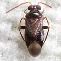 Ceratocapsidea balli