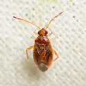 Ceratocapsidea complicata