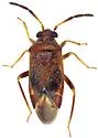 Ceratocapsidea fusiformis - photo 2
