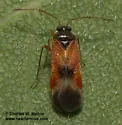 Ceratocapsus apicalis - photo 2