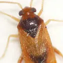 Ceratocapsus apicalis - photo 3