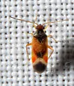 Ceratocapsus apicalis - photo 4