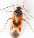 Ceratocapsus apicalis - photo 5