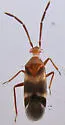 Ceratocapsus apicatus