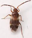 Ceratocapsus apicatus - photo 3