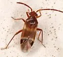 Ceratocapsus apicatus - photo 4