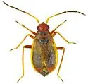 Ceratocapsus biformis