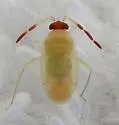 Ceratocapsus bifurcus