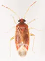 Ceratocapsus decurvatus