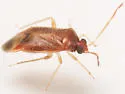 Ceratocapsus decurvatus - photo 2