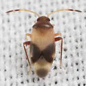 Ceratocapsus denticulatus
