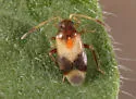 Ceratocapsus denticulatus - photo 2