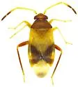 Ceratocapsus denticulatus - photo 3