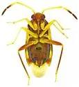 Ceratocapsus denticulatus - photo 4