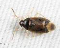 Ceratocapsus digitulus