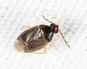 Ceratocapsus digitulus - photo 2