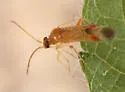Ceratocapsus fanseriae