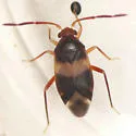 Ceratocapsus fasciatus