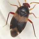Ceratocapsus fasciatus - photo 2