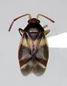 Ceratocapsus fasciatus - photo 3