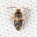 Ceratocapsus fasciatus - photo 4