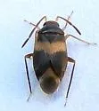 Ceratocapsus fasciatus - photo 5