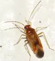 Ceratocapsus fuscosignatus 0