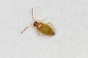 Ceratocapsus lutescens - photo 4