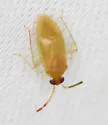 Ceratocapsus lutescens - photo 5