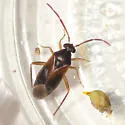 Ceratocapsus modestus