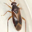 Ceratocapsus modestus - photo 2