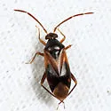 Ceratocapsus modestus - photo 3