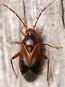 Ceratocapsus modestus - photo 4