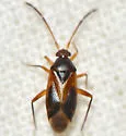Ceratocapsus modestus - photo 5