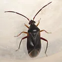 Ceratocapsus nigellus