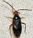 Ceratocapsus nigellus - photo 5