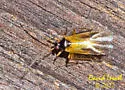 Ceratocapsus nigrocephalus - photo 2